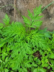 Cosmos sulphureus