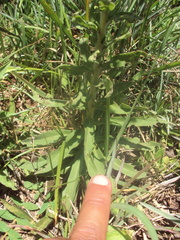 Solidago chilensis