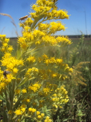 Solidago chilensis