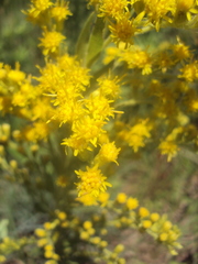 Solidago chilensis