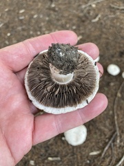 Catathelasma ventricosum