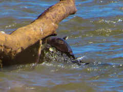 Phrynops williamsi