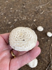 Catathelasma ventricosum