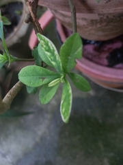 Talinum fruticosum