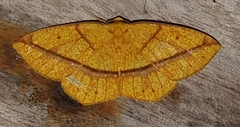 Periclina