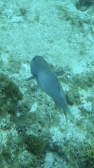 Sparisoma