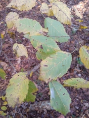 Carpinus caroliniana