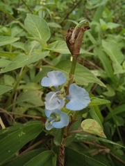 Commelina diffusa gigas
