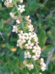 Citharexylum montevidense