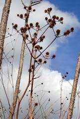 Eryngium yuccifolium