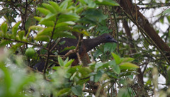 Chamaepetes goudotii