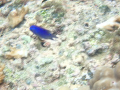 Stegastes acapulcoensis