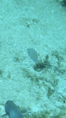 Acanthurus tractus