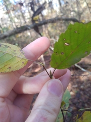 Carpinus caroliniana