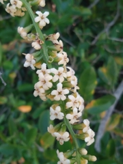 Citharexylum montevidense