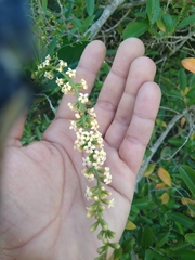 Citharexylum montevidense