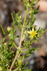 Roepera aurantiaca