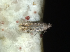 Filatima