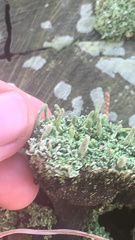 Cladonia coniocraea