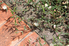 Malvella sagittifolia