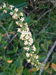 Citharexylum montevidense