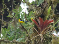 Anisognathus somptuosus