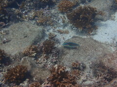 Stethojulis bandanensis
