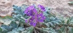 Phacelia crenulata ambigua