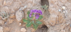 Phacelia crenulata ambigua