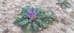 Phacelia crenulata ambigua
