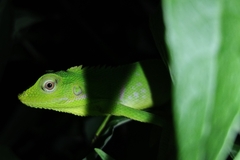 Bronchocela jubata