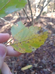 Carpinus caroliniana