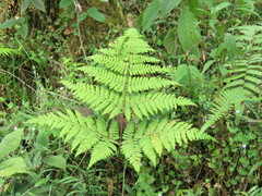 Macrothelypteris torresiana