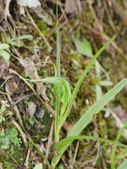 Pterostylis banksii
