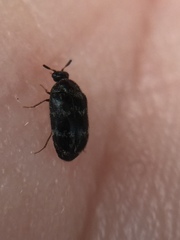 Trogoderma signatum