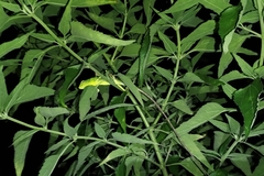 Bronchocela jubata