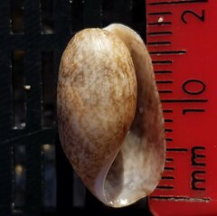 Bulla occidentalis