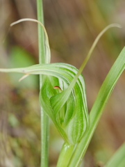Pterostylis banksii