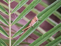 Abracris flavolineata