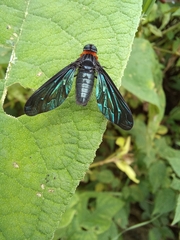 Cyananthrax cyanopterus