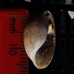 Bulla occidentalis