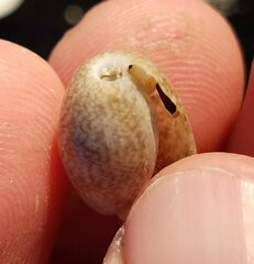 Bulla occidentalis