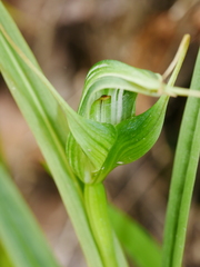 Pterostylis banksii