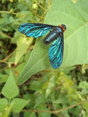 Cyananthrax cyanopterus