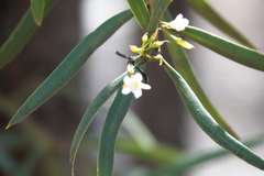 Myoporum