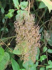 Bocconia frutescens
