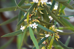 Myoporum
