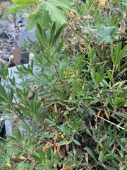 Penstemon