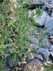Penstemon