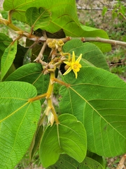 Apeiba tibourbou